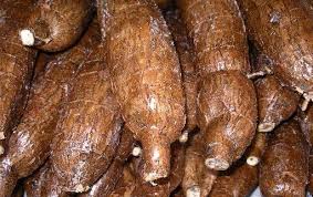 Le manioc sous toutes ses coutures 